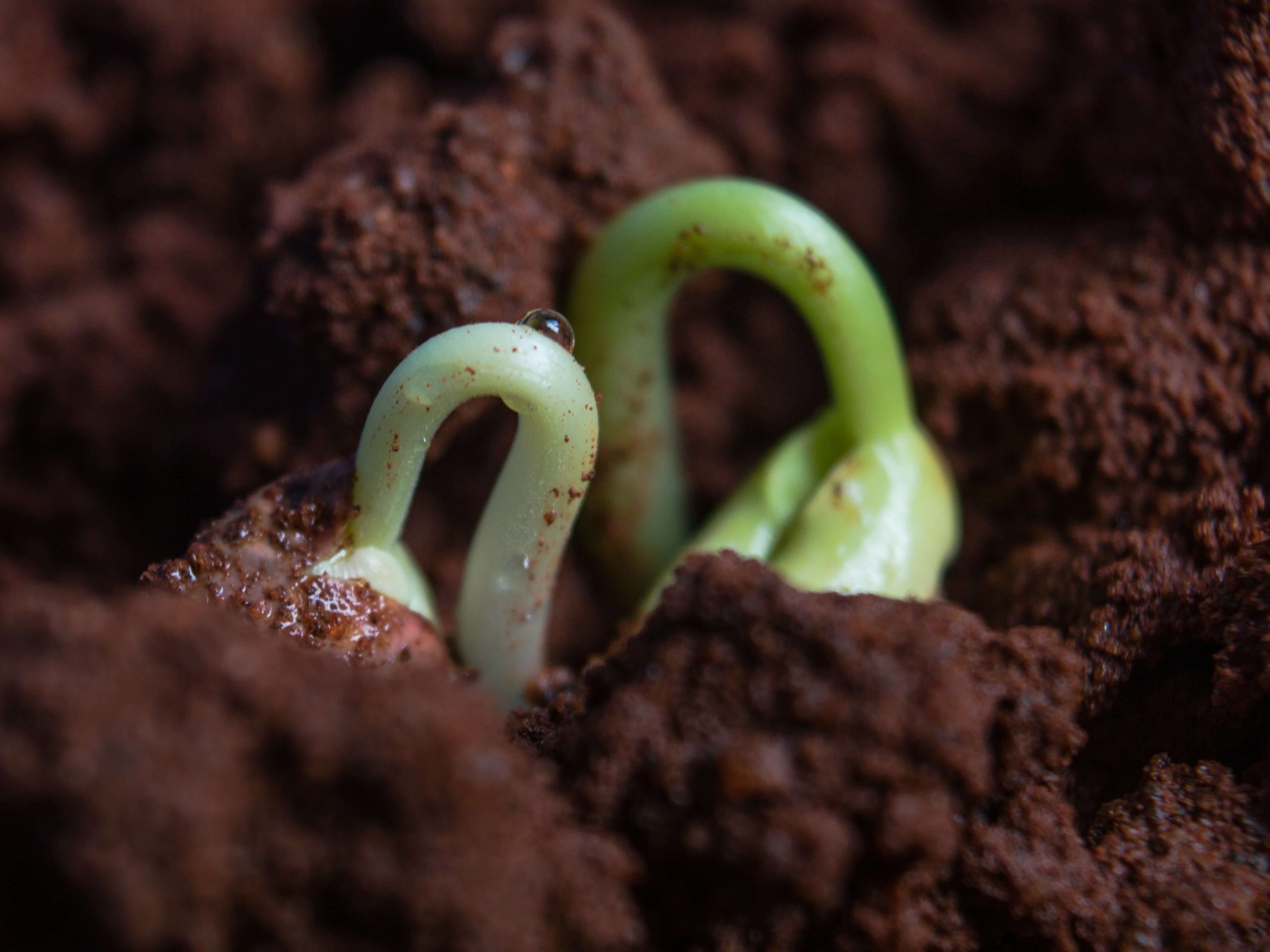 Kwasy humusowe w rolnictwie: wsparcie dla plonów i gleby